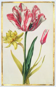 Påskelilje og tulipan, ca.1675 (gouache på pergament)